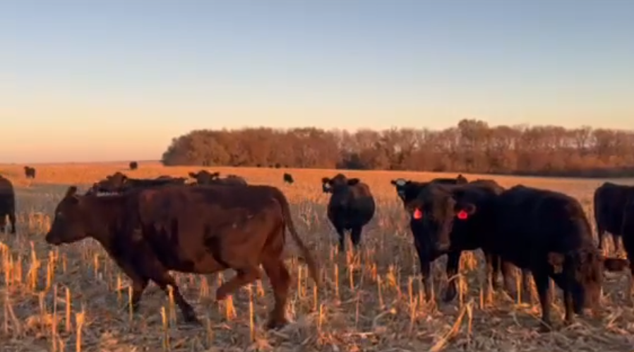 1300 lbs. – 5-8 yr old’s – April – June calving!-BC1119A5